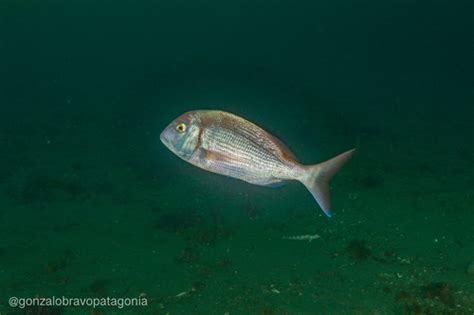 Besugo Gu A De Especies Submarinas De Argentina Biodiversity All