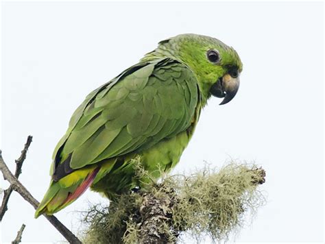 Loro Verde - eBird