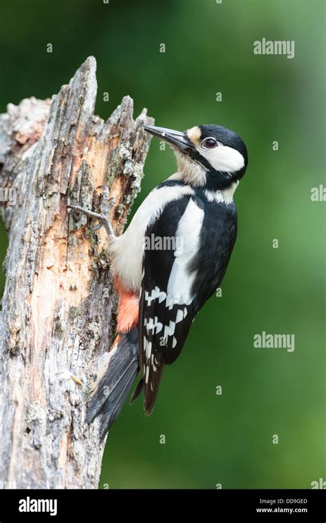 Female Great Spotted Woodpecker Hi Res Stock Photography And Images Alamy