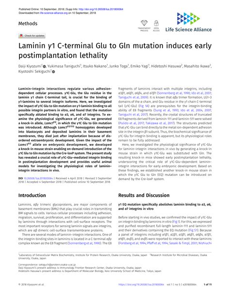 Pdf Laminin γ1 C Terminal Glu To Gln Mutation Induces Early