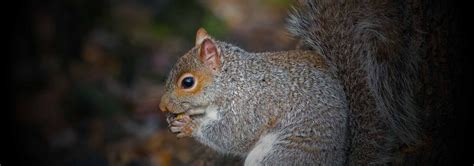 Squirrel Pest Control Essex And Suffolk Pest Solutions