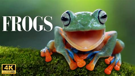 Frogs Scenic Video 4k Relaxing Frog Sounds Youtube