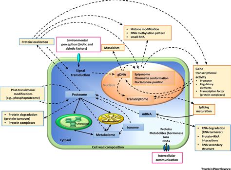 Plant Systems Biology At The Single Cell Level Trends In Plant Science