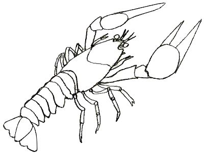 Lobster outline outline of lobster clipart 3 - WikiClipArt