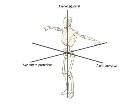 Sciences Du Sport Description Anatomique Du Mouvement