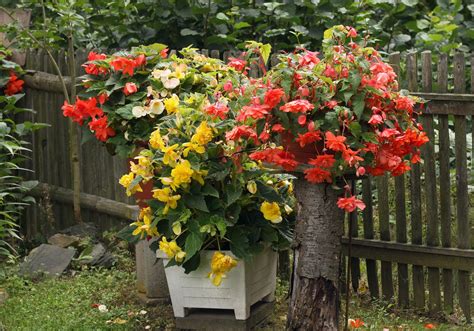 Knollenbegonien (Begonia × tuberhybrida) | Бегония, Уличные растения ...
