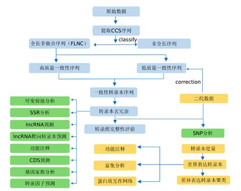 全长转录组的测序原理 知乎