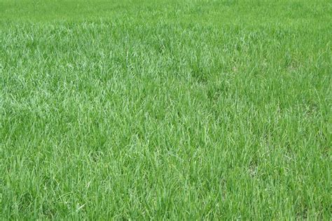 Free Green Grass Stock Photo - FreeImages.com