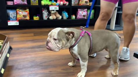 Xl Pitbull And English Bulldog Spa Date Lilac Tri English Bulldog Puppy