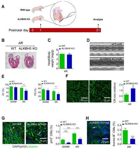 Deletion Of ALKBH5 Inhibits Cardiomyocyte Proliferation And Cardiac