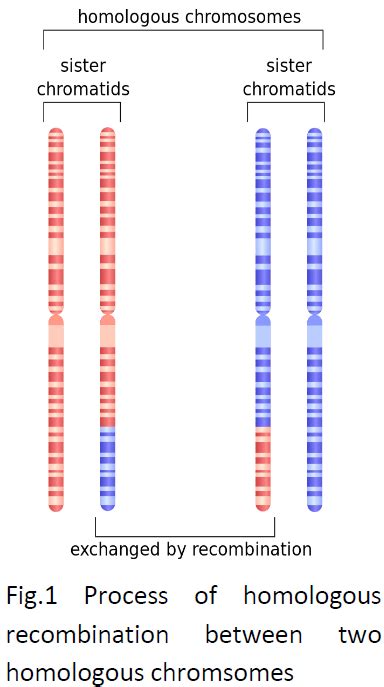 genetics - What are homologous chromosomes? - Biology Stack Exchange