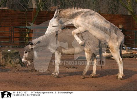 Neu Vorrat Esel Beim Decken Pferde Und Esel Doovi Wenn Du Mit