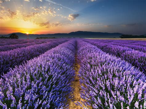 Fonds d écran Lever du soleil matin champ fleurs de lavande