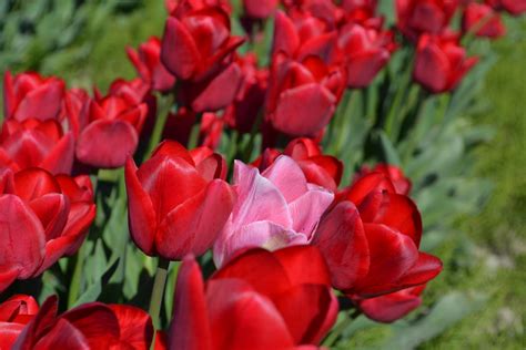 Tulips Skagit County Tulip Festival Outside Of Mount Verno Flickr