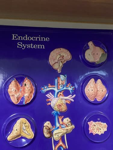 Endocrine System Flashcards Quizlet