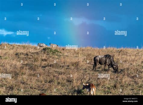 Beautiful landscapes during great migration season in Maasai Mara ...