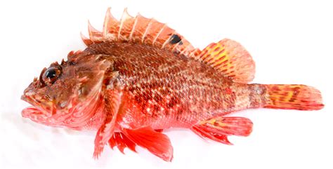 Madeira Rockfish - Fuerte Guide