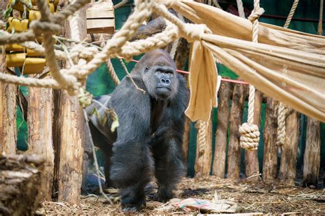 Silverback gorilla Kiburi makes debut at London Zoo | London Zoo