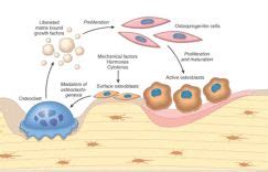 Developmental And Acquired Anomalies In Bone Cells Matrix And