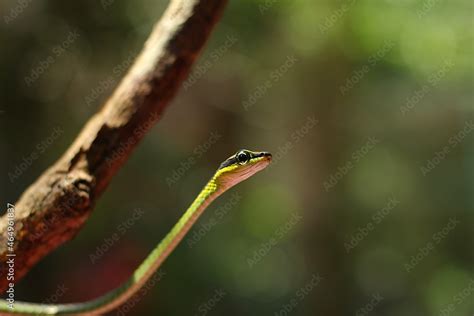 Rope snakes or slapped snakes are a group of tree snake species that are widely seen in ...