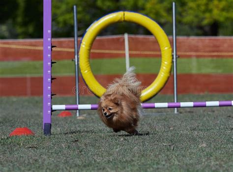 Pomeranian Small Dog Jumps Over Agility Trial Hurdle All Legs Off The