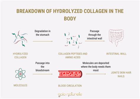 Hydrolyzed Collagen Everything You Need To Know Gaia Naturelle