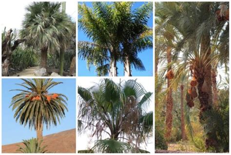 9 Arizona Palm Trees Native Common Varieties