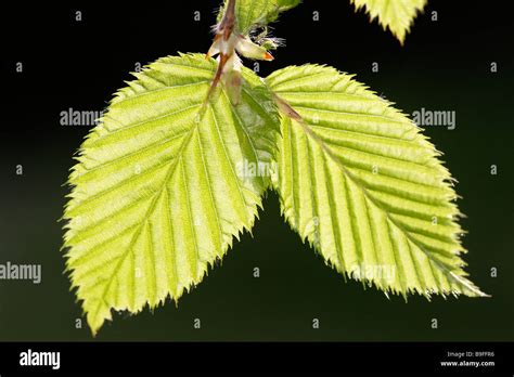 Common Hornbeam European Hornbeam Carpinus Betulus Fresh Leaves