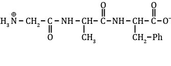 What is structure of tripeptide Gly Ala Phe Tripeptide formed by ...