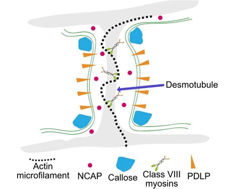 Structure of simple plasmodesmata and various cellular factors ...