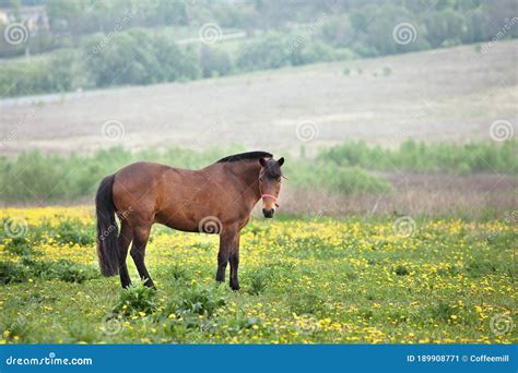 Pastoreio De Cavalos Imagem De Stock Imagem De Vila