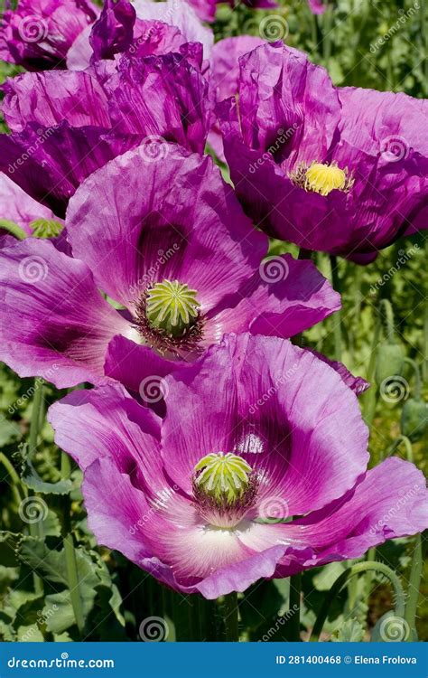 Field Of Purple Poppies In Germany Flowers And Seedhead Poppy Sleeping Pills Opium Stock