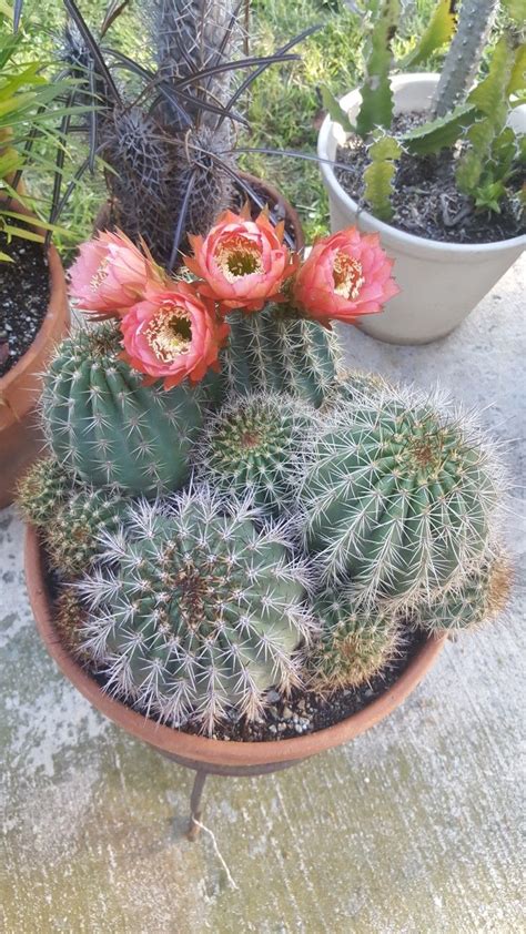 Trichocereus Grandiflorus Hybrid Cactus Y Suculentas Suculentas