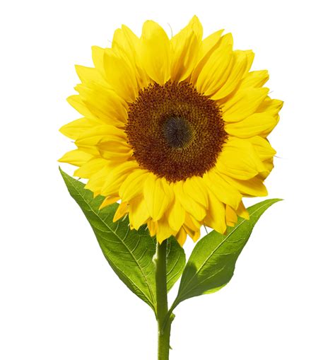 Paper Party Supplies Sunflower Origami Paper Etna Pe