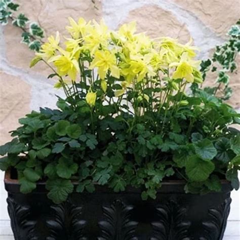 Саженцы аквилегии (Водосбор) голубой Spring Magic Yellow купить по цене ...