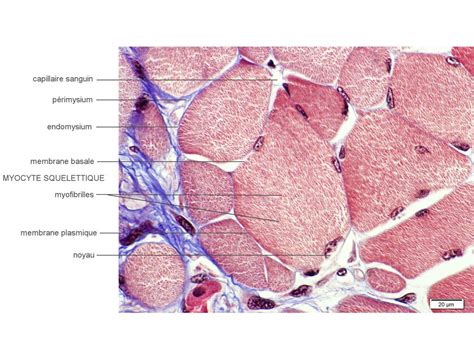 La Diversit Des Tissus Musculaires Stri S Codex Virtualis