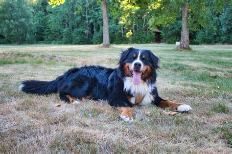 Mini Bernese Mountain Dogs: Your Complete Guide