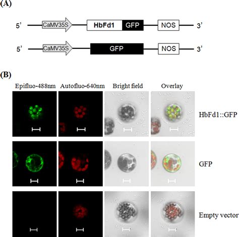 Subcellular Localization Of HbFd1 In Arabidopsis Protoplast A The