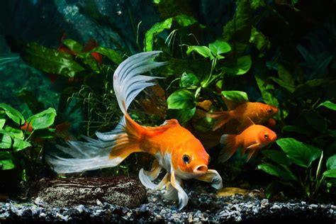 Freshwater Aquarium Blog – Tagged "Goldfish"– Aquarium Co-Op