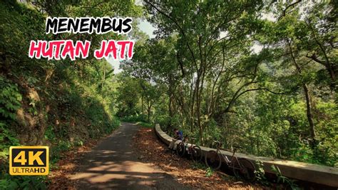 Ternyata Ada Hutan Jati Di Bandung Barat Rute Gowes Bandung Youtube