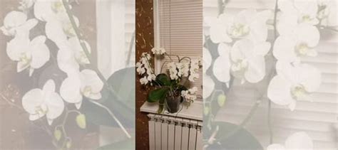 Орхидея купить в Брянске | Товары для дома и дачи | Авито