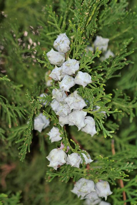 Juniper Berries Close Up 2 Free Stock Photo Public Domain Pictures