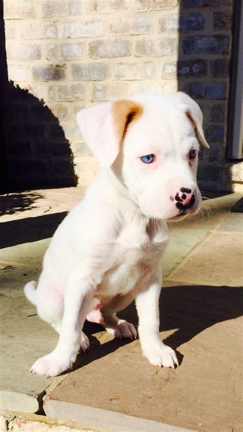 White Boxer Lab Mix