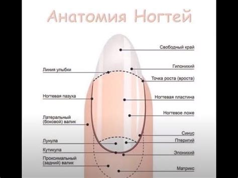 Анатомия ногтей/Nail anatomy
