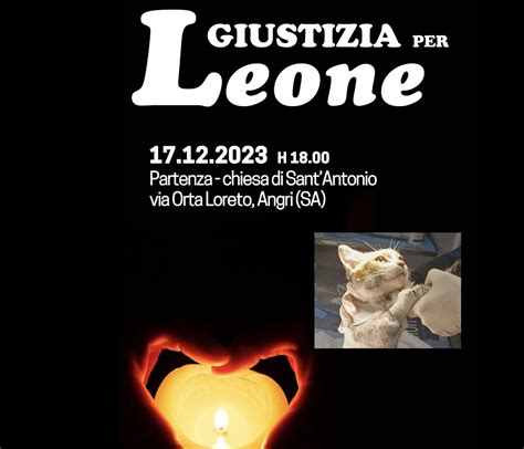 Morto Leone Il Gatto Scuoiato Vivo Ad Angri Fiaccolata Per Chiedere