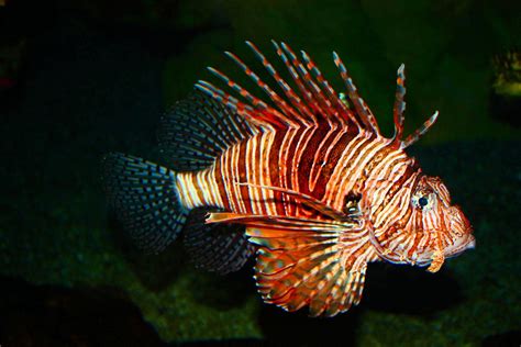 Lionfish Wallpapers Wallpaper Cave