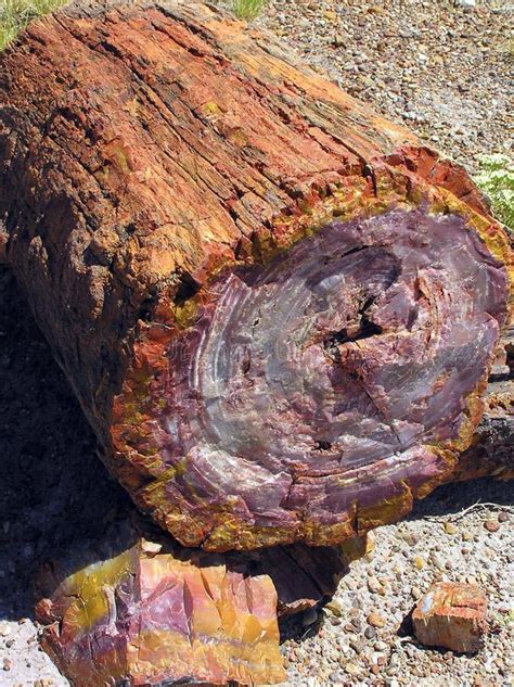 Petrified Wood At Petrified Forest National Park Arizona Usa Stock