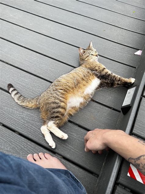 What is this? Stray (Maybe Feral?) momma cat that just gave birth
