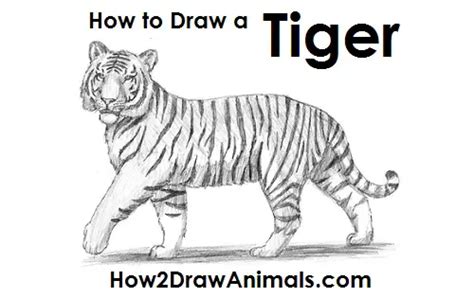 How To Draw A Tiger Video And Step By Step Pictures