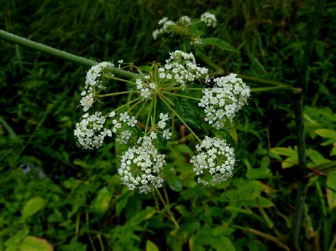 Spotted Water Hemlock Cicuta Maculata This Plant Is Very P Flickr